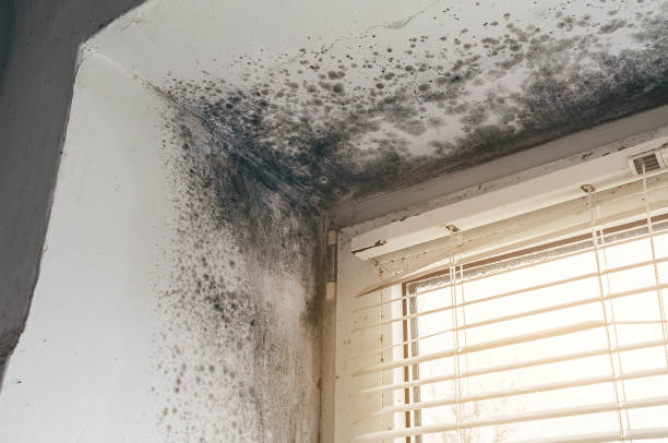 Affordable Basement Mold Removal solutions in Frisco, TX