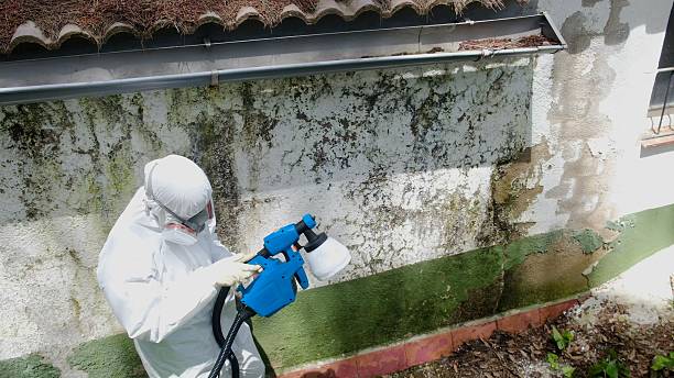 Top rated local Basement Mold Removal specialists in Frisco, TX